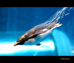 ペンギン2