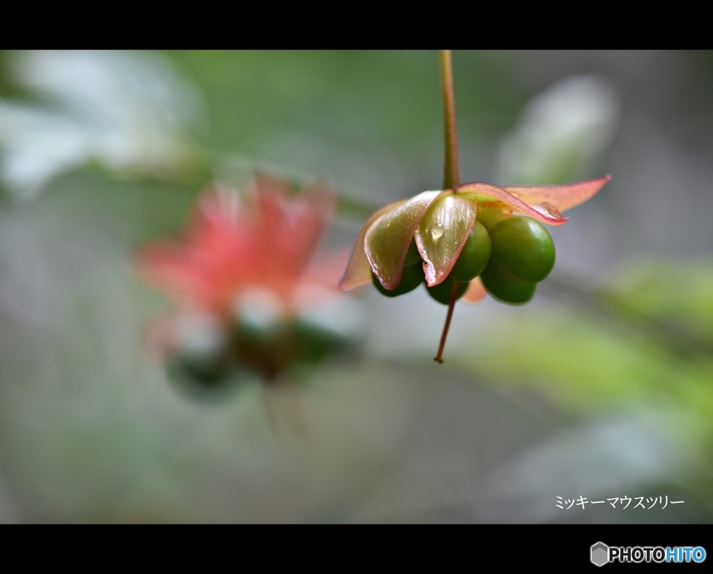 ときわミュージアム内に咲く花