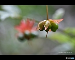 ときわミュージアム内に咲く花