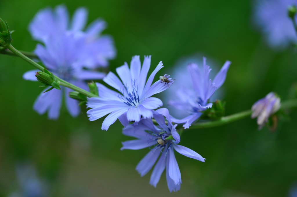 常盤公園の花壇