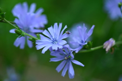 常盤公園の花壇