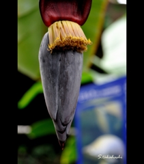 バナナの花