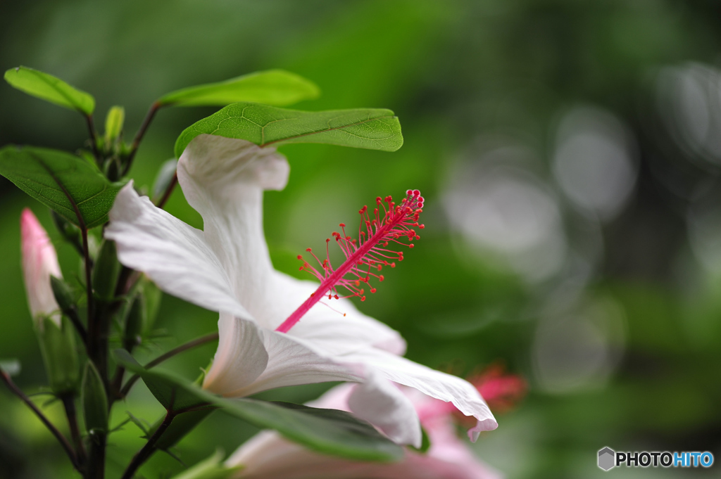 ときわミュージアム内に咲く花