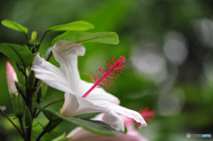 ときわミュージアム内に咲く花