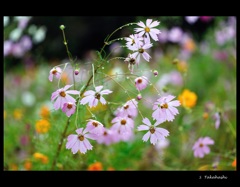 雨の中のコスモス
