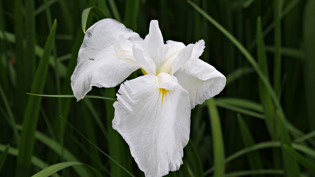 常盤公園 菖蒲