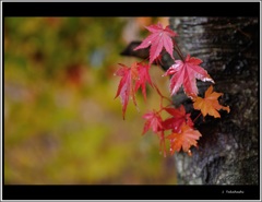 キャンプ場の紅葉