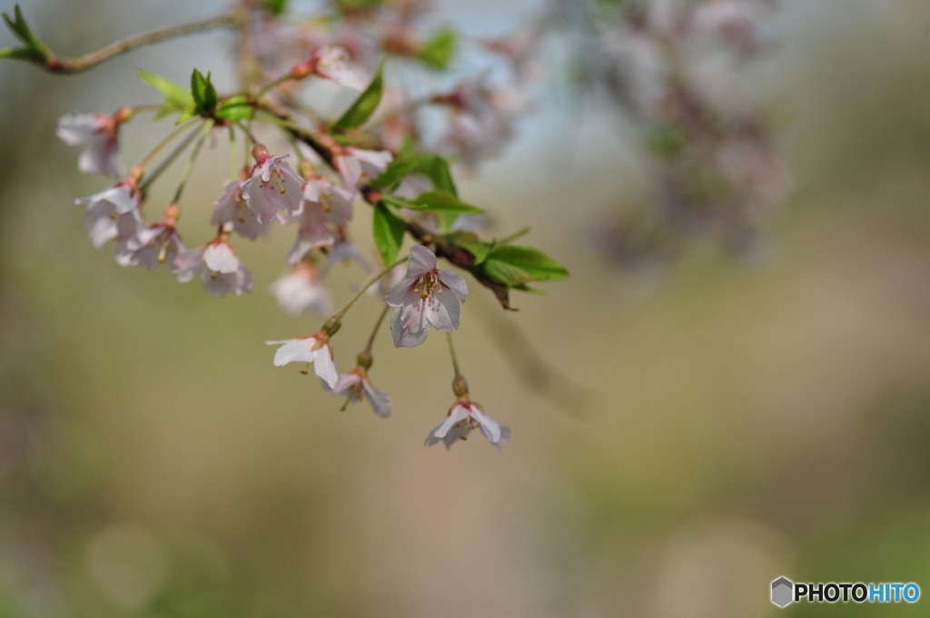 徳佐八幡宮の枝垂桜