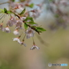 徳佐八幡宮の枝垂桜