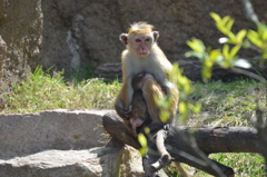 常盤動物園