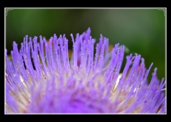 雨の常盤公園に咲いていた花