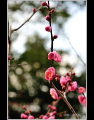 常盤公園に咲く梅2