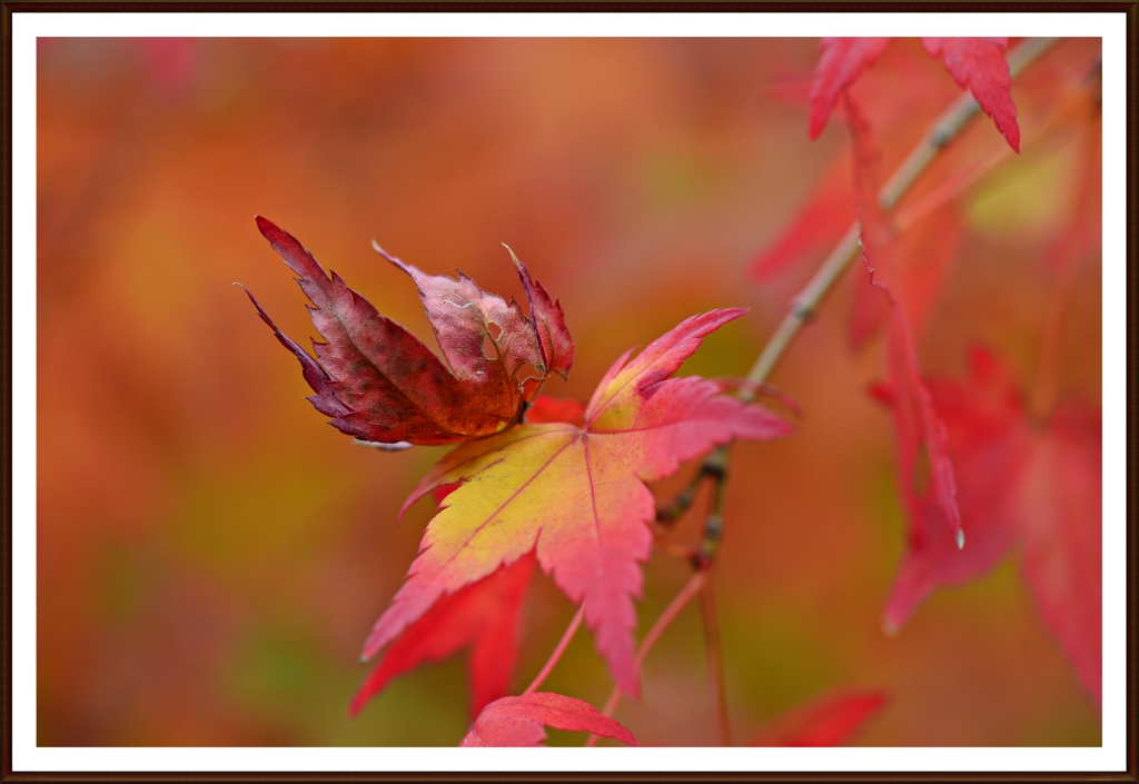 琴崎八幡宮の紅葉