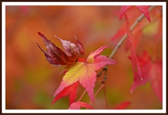 琴崎八幡宮の紅葉