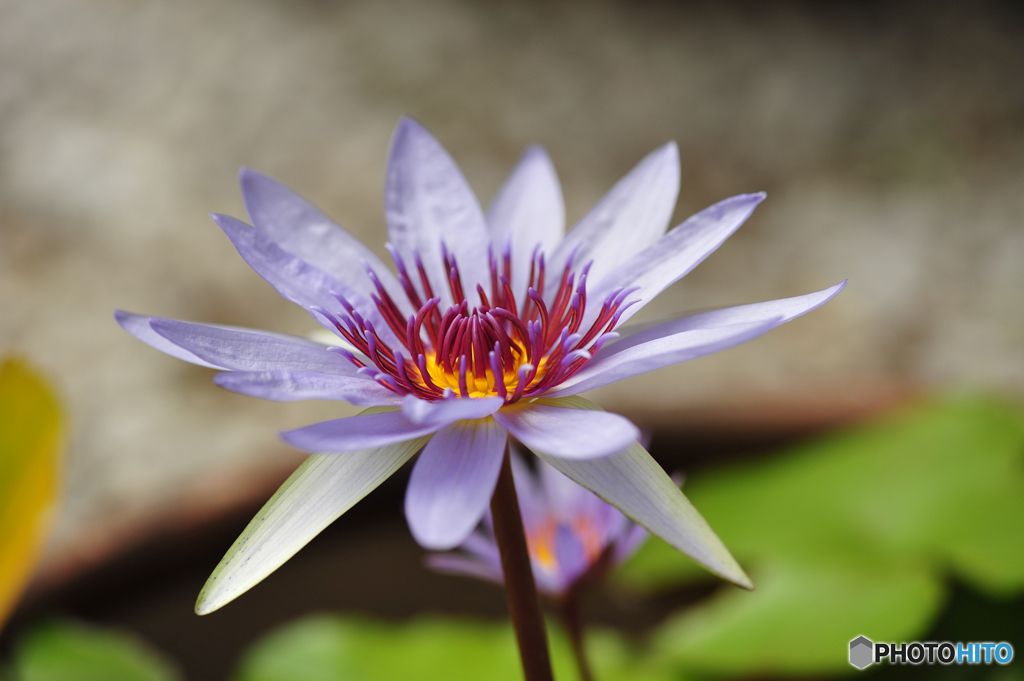常盤公園に咲く花
