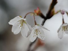 白い桜？