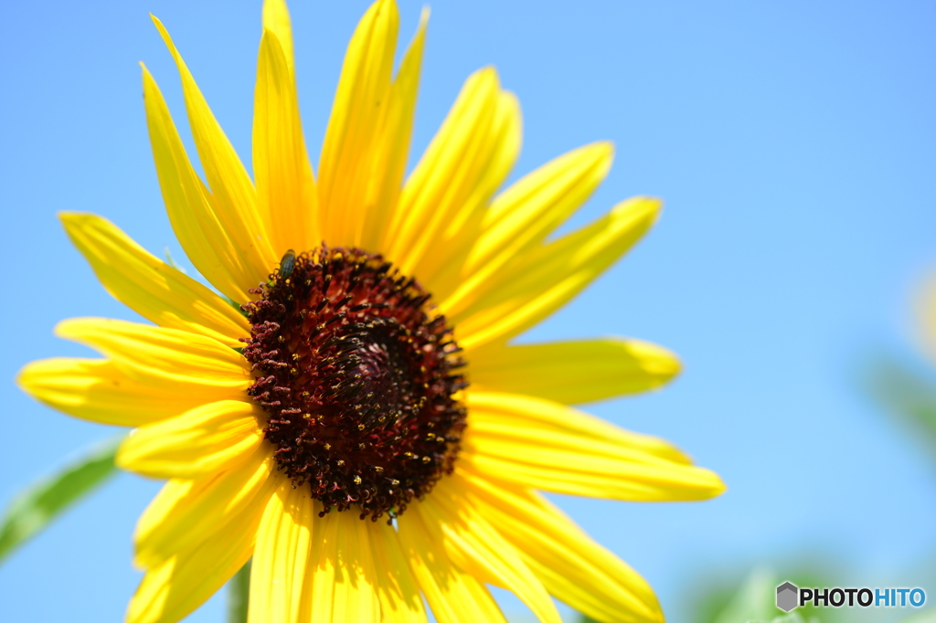 花の海 ひまわり
