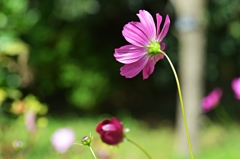 国営丘陵公園のコスモス