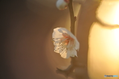 夕陽と梅の花