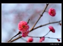 常盤公園に咲く梅