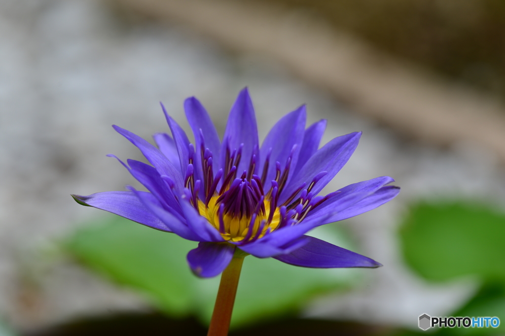 常盤公園に咲く花