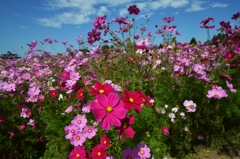 広島県庄原国営丘陵公園