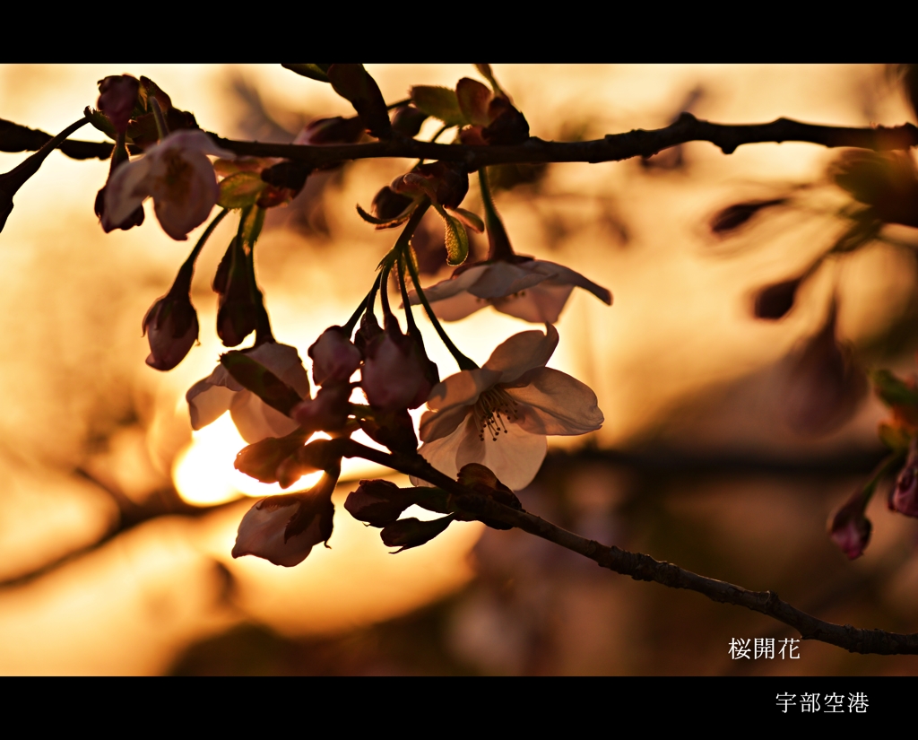 宇部空港横の公園にも桜が