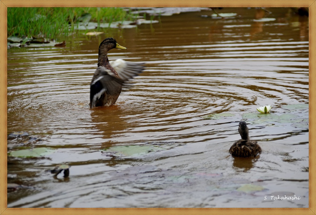 常盤公園の菖蒲園に