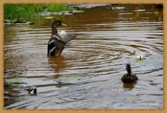 常盤公園の菖蒲園に