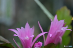 サボテンの花