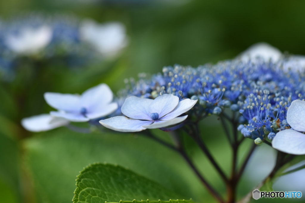 久しぶりの紫陽花撮り