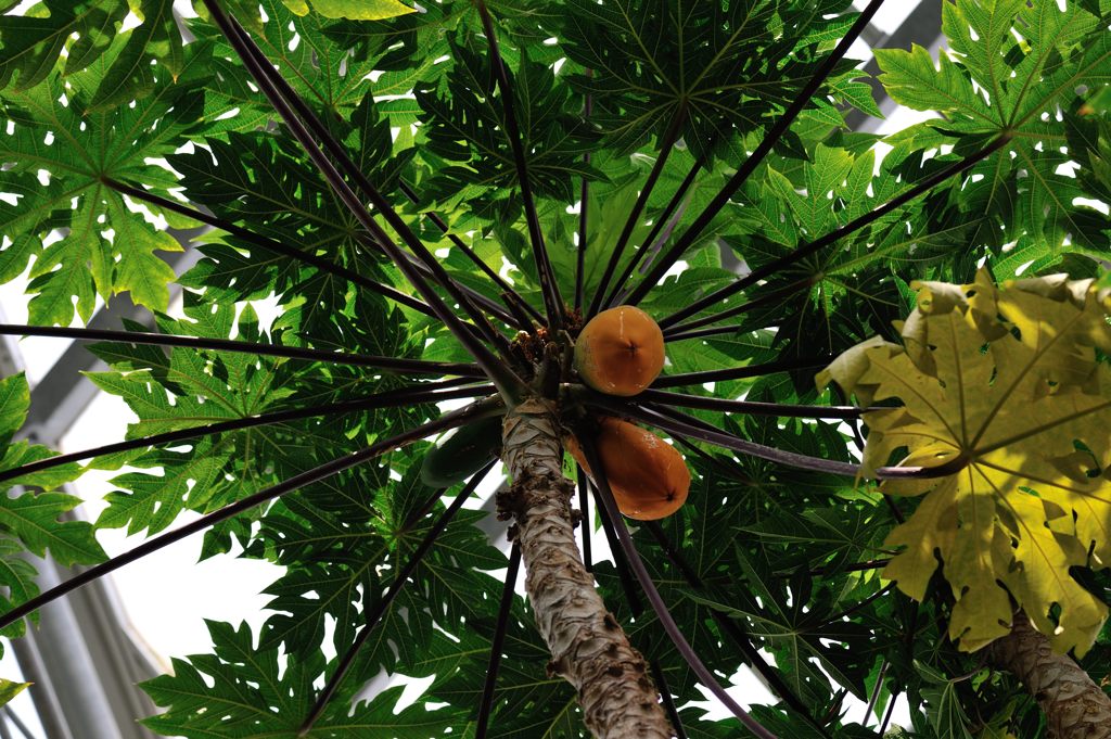 常盤公園温室内のパパイヤ