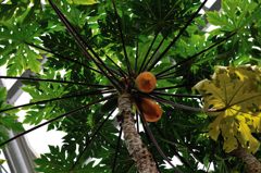 常盤公園温室内のパパイヤ