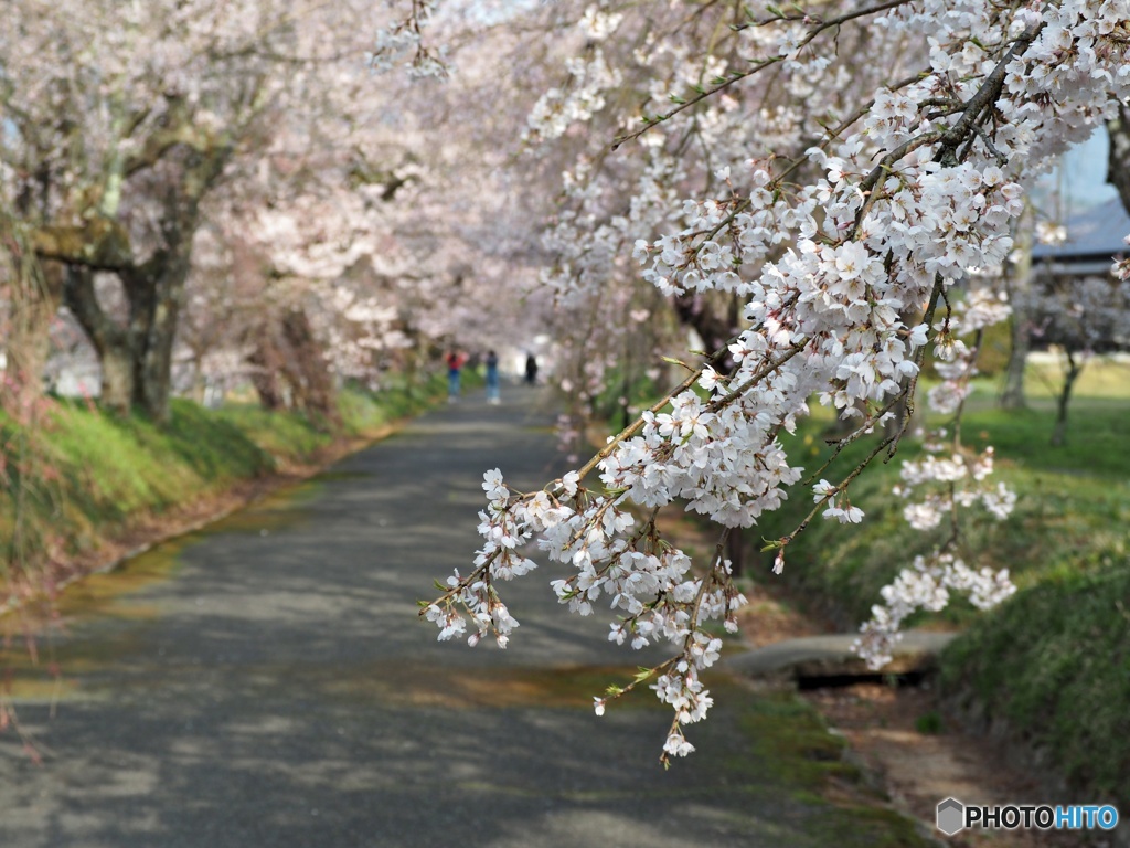 徳佐八幡宮枝垂桜