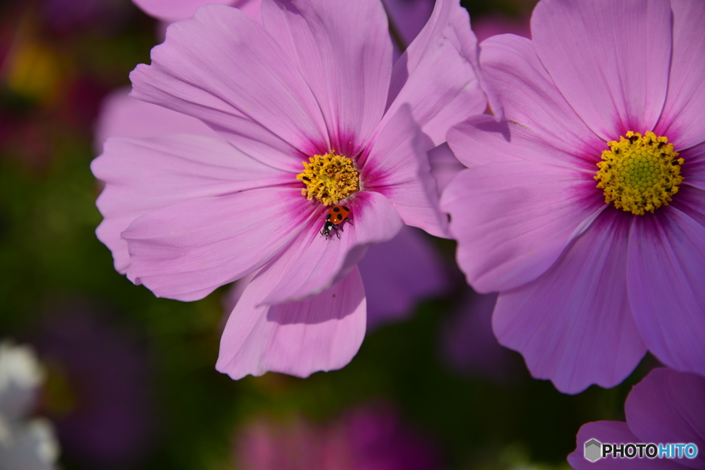 花の海のコスモス畑