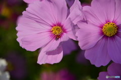 花の海のコスモス畑