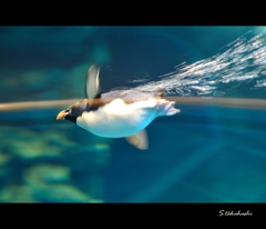 ペンギン3