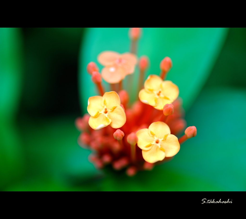 常盤公園の温室に咲く花