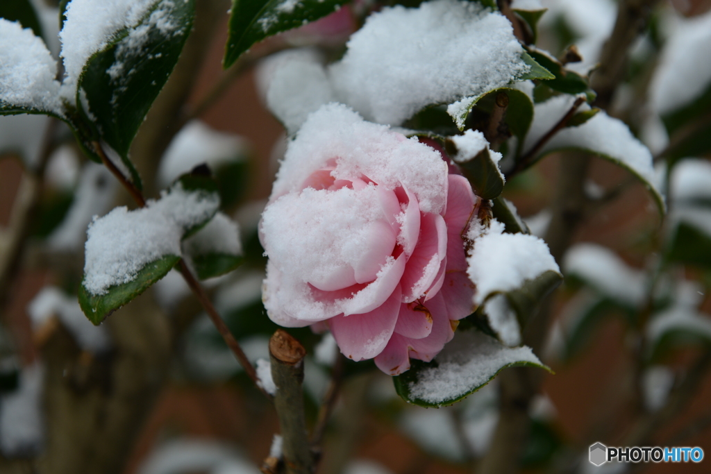 庭も雪が積もり