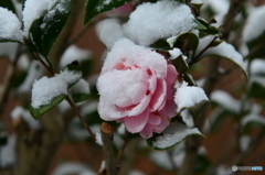 庭も雪が積もり
