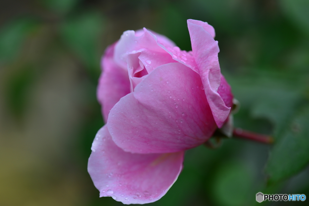 常盤公園の花壇に咲く花