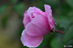 常盤公園の花壇に咲く花