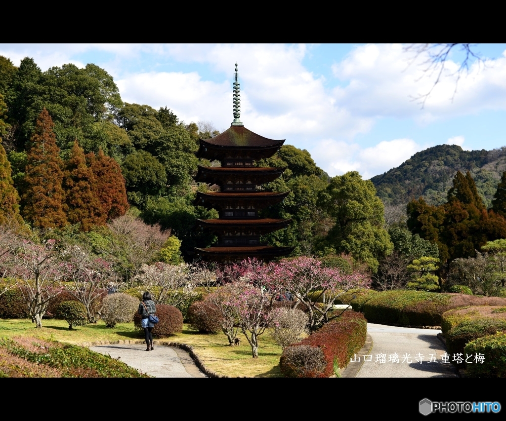 山口瑠璃光寺五重塔と梅