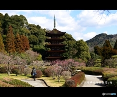 山口瑠璃光寺五重塔と梅