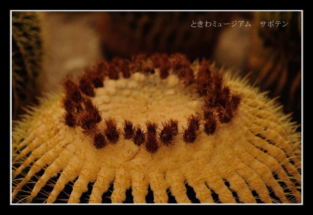 ときわミュージアム サボテン