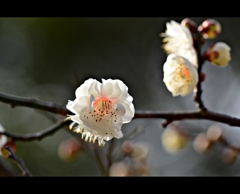 常盤公園に咲く梅の花