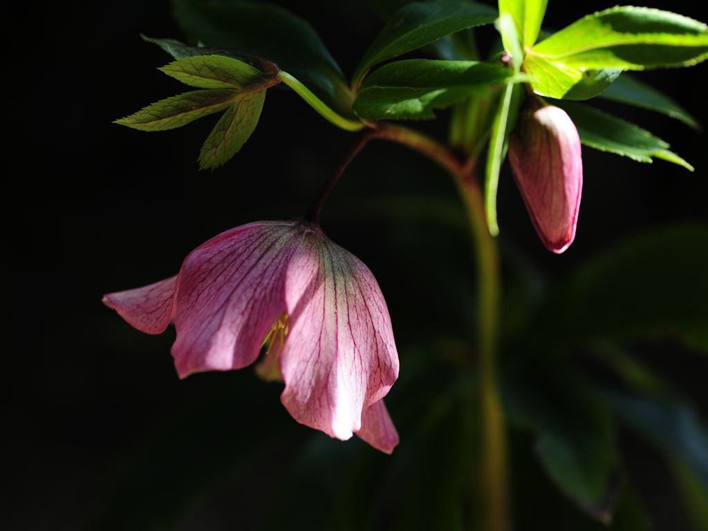 自宅に咲く花　クリスマスローズ　ピンク