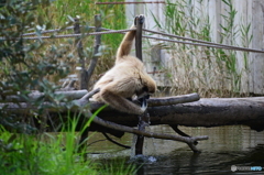 常盤動物園