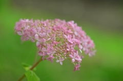 常盤公園に咲く花