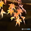 蓮光寺の紅葉